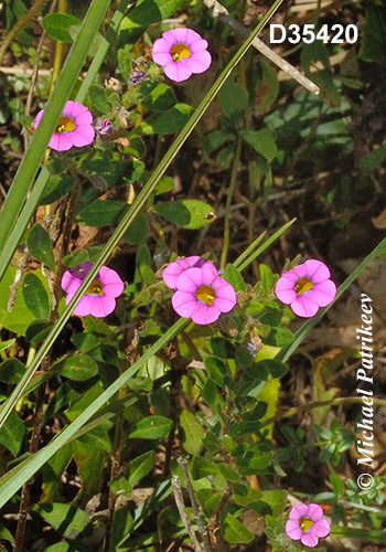 Calibrachoa linoides